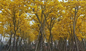 漳州黄花风铃木