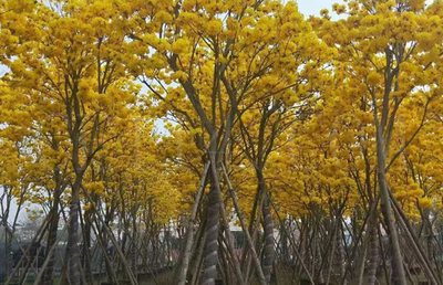 漳州黄花风铃木