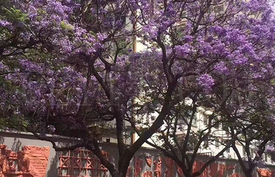 漳州蓝花楹