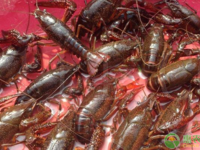 红壳小龙虾和青壳小龙虾的区别是什么？