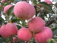 国光苹果几月份成熟？