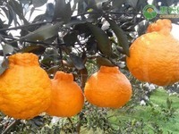 丑橘酸如何催熟？