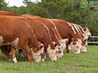放養的牛哪種牛最適合？