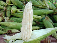 鮮食的甜、糯玉米如何進行育苗栽培？