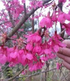 福建山樱花