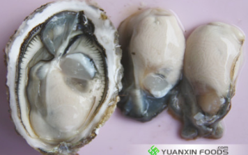 漳州半殼牡蠣