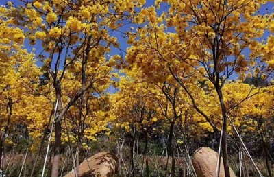 漳州黄花风铃木地苗