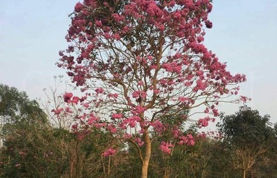 漳州紫花风铃木