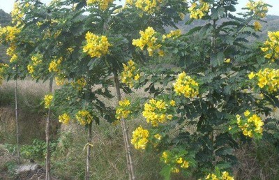 漳州黄花槐