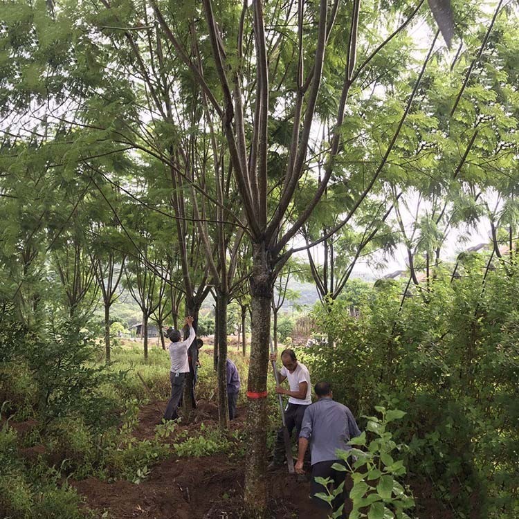 漳州15公分蓝花楹