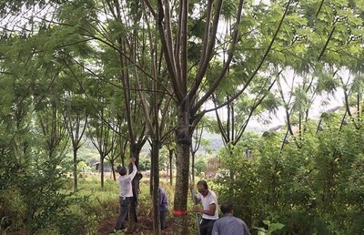 漳州15公分蓝花楹