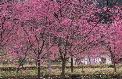 漳州山樱花