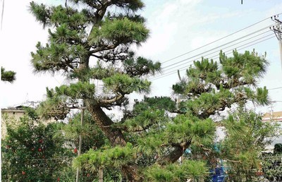 漳州龙海日本黑松批发