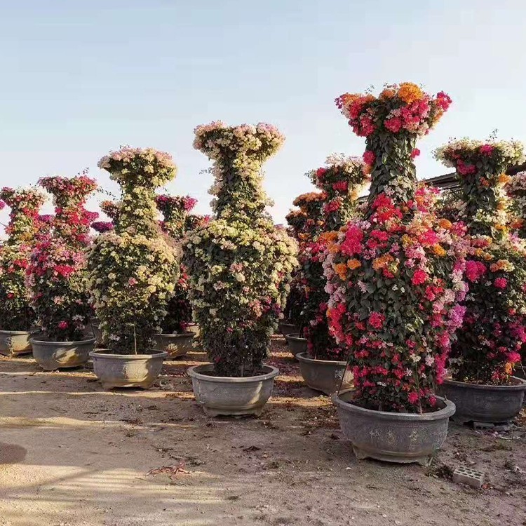 漳州三角梅花瓶 花瓶造型多色三角梅