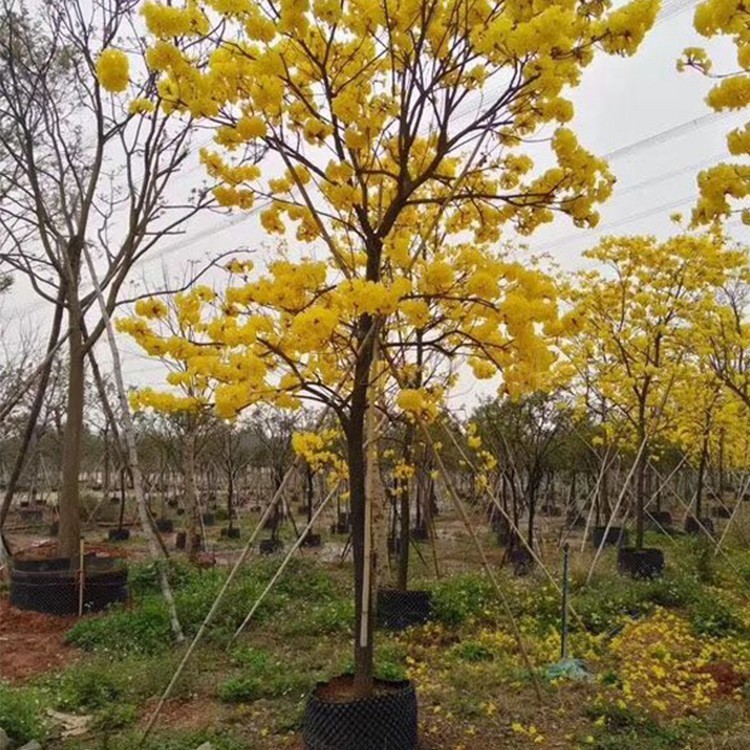 漳浦黄花风铃木移植苗