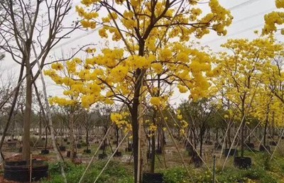 漳浦黄花风铃木移植苗