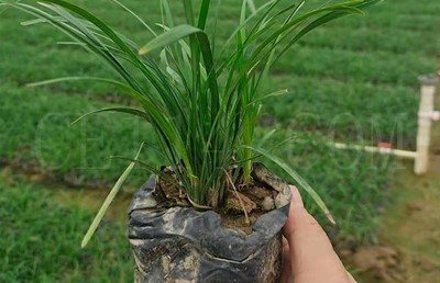 漳州基地大量批发现货麦冬 高15麦冬移植苗 金边麦冬