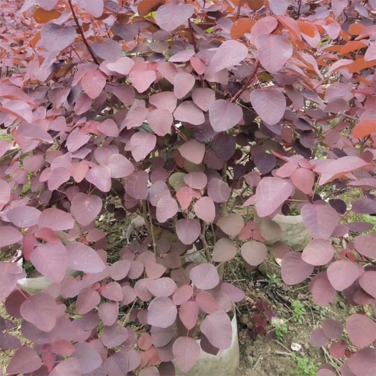 漳州红叶乌桕基地直销