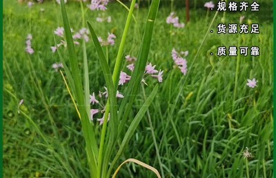 漳州紫娇花 紫娇花种植基地 