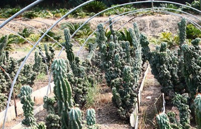 漳州原产地植物批发 大量各种植物 