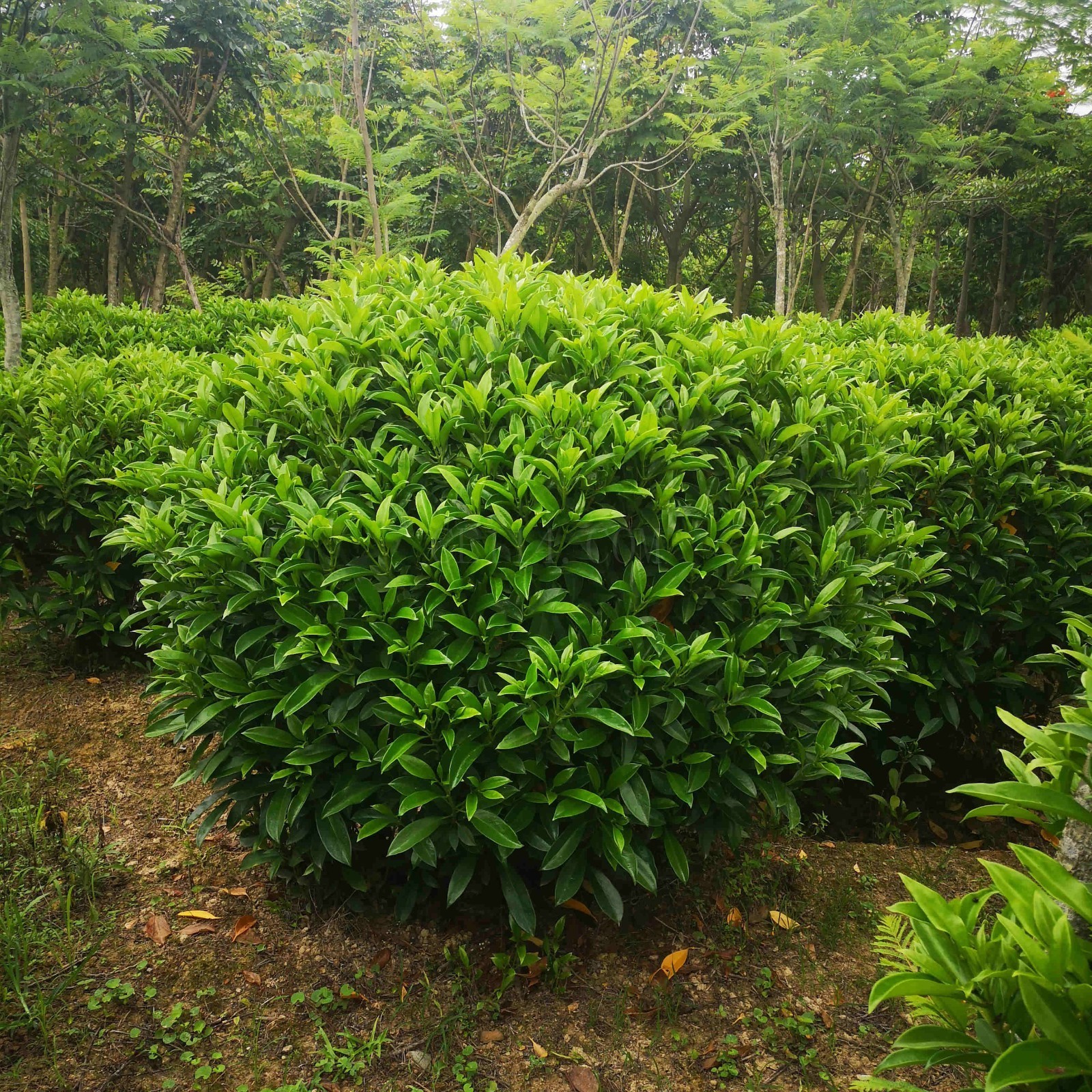 厦门多规格美化环境绿化球形优质植物非洲茉