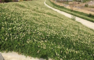 厦门边坡河道护坡地坪