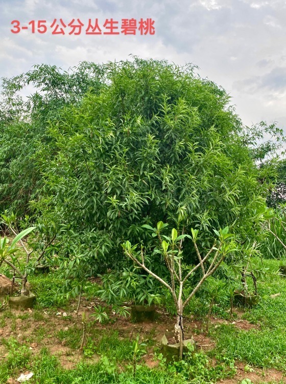 漳州果树苗木出售