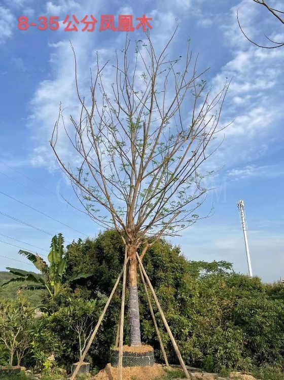 漳州苗木批发基地