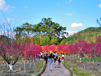 桃仙溪桃花文化旅游节开锣悠扬山歌唱响德化山溪