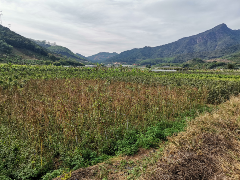 福建南靖沼液生态转化产业一体化示范园区现场考察调研和规划设计