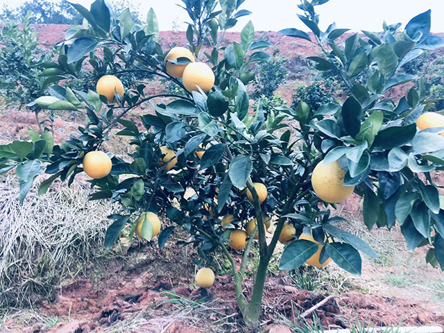 长汀果树种植基地