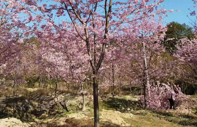 福建山樱花