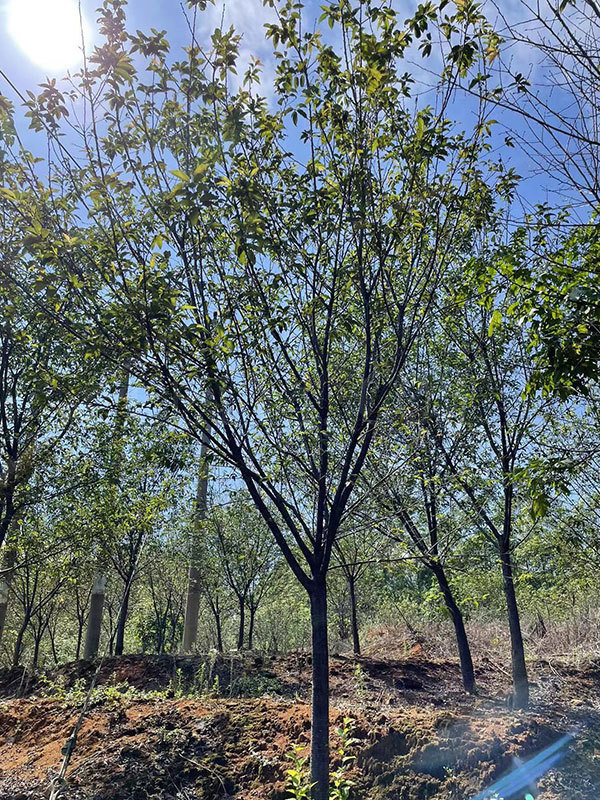 福建山樱花