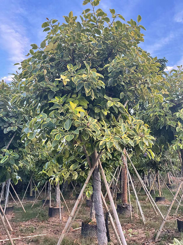 漳州富贵榕14-15公分