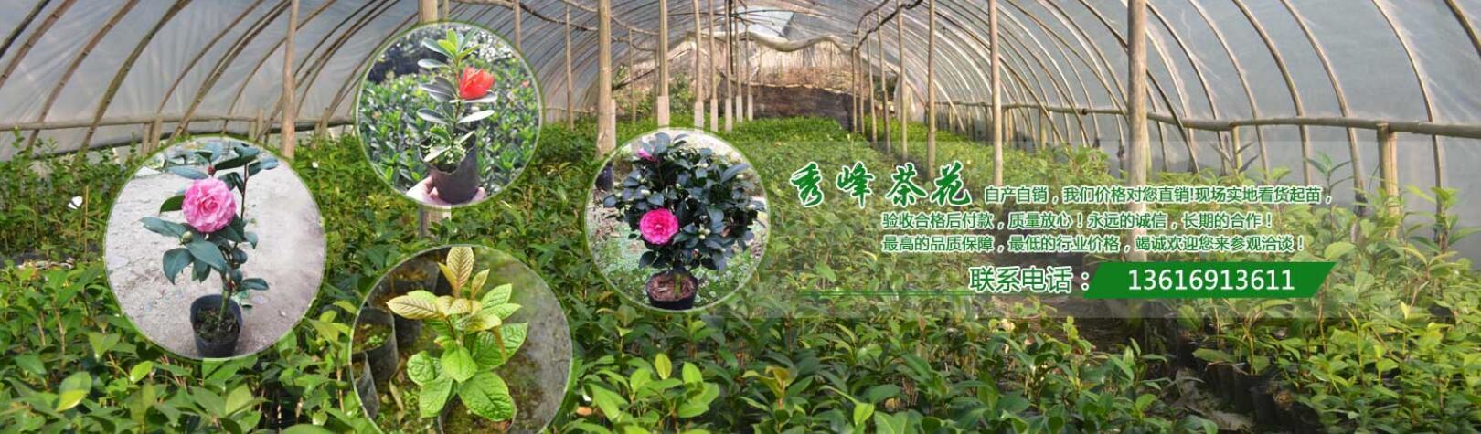 漳平市永福秀峰茶花场