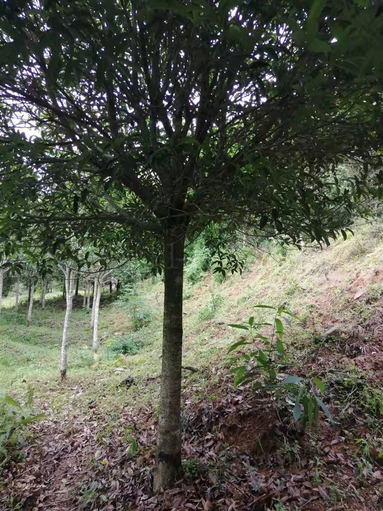 连城八月桂花树