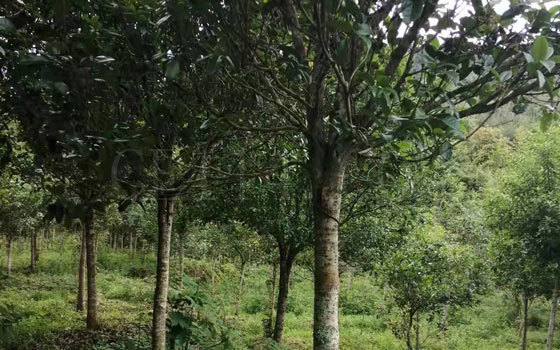 连城大南花木场四季桂花树